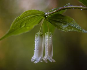 Превью обои купена, цветы, листья, капли, дождь