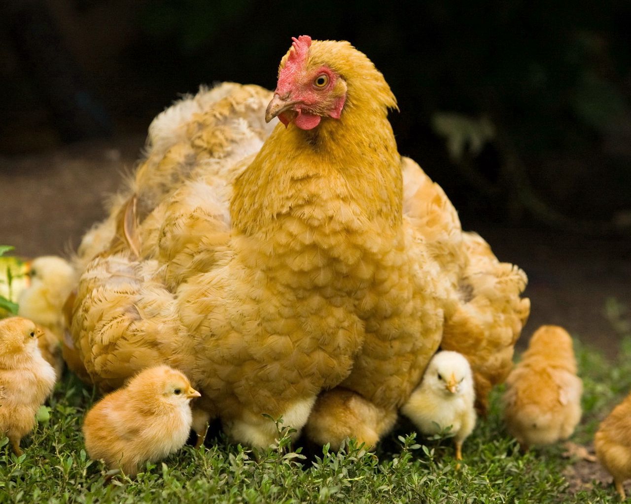 Цыпленок курицы фото