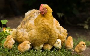 Превью обои курица, цыплята, прогулка, детеныши, птицы