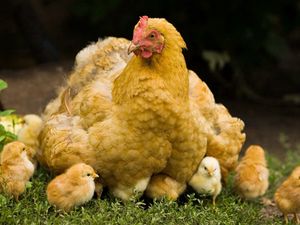 Превью обои курица, цыплята, прогулка, детеныши, птицы