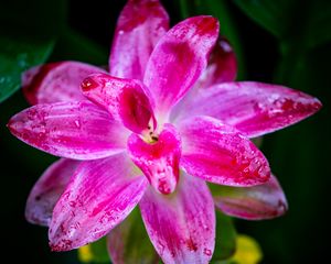 Превью обои куркума, лепестки, капли, розовый, цветок, макро