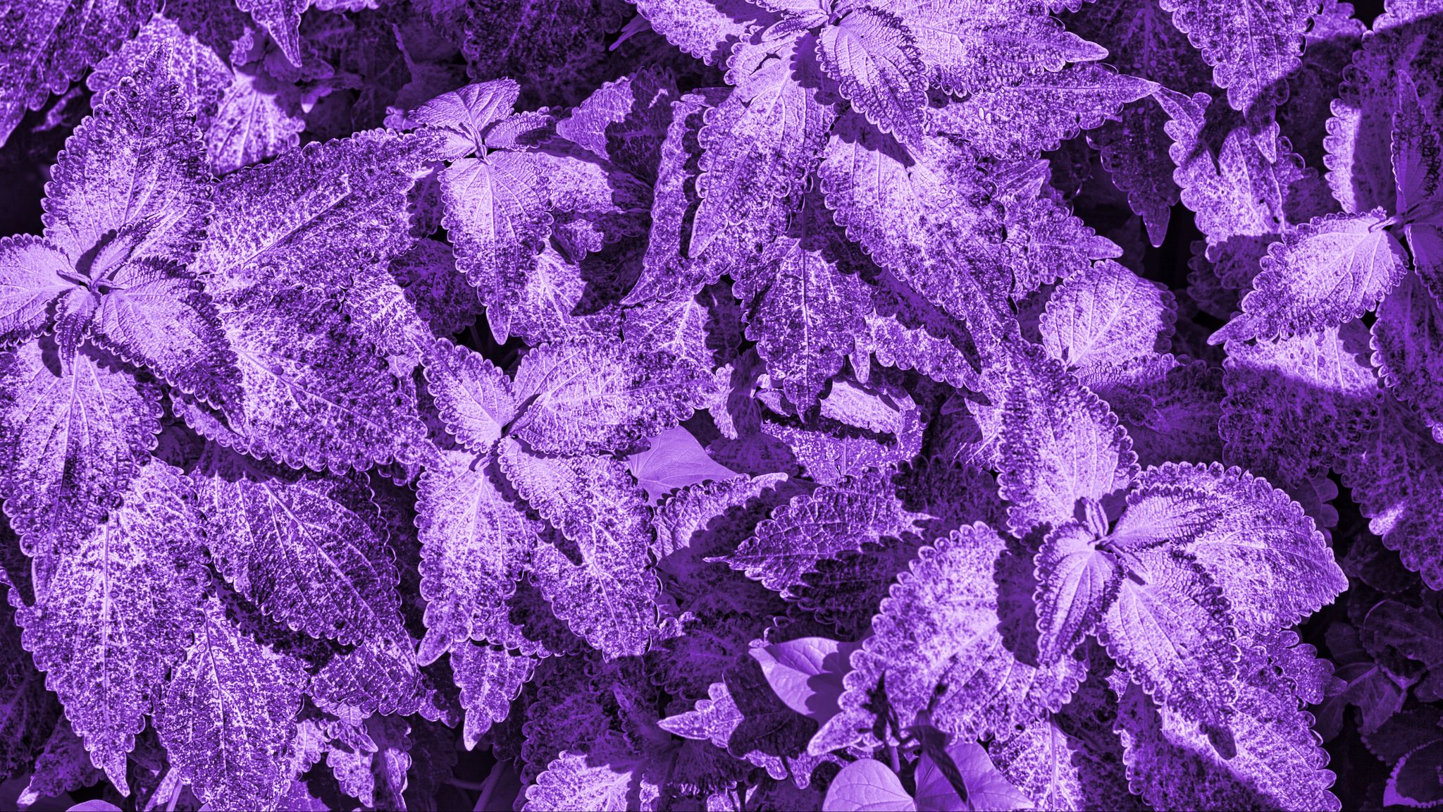 Куст с фиолетовыми листочками