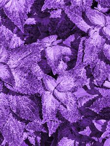 Превью обои куст, листья, макро, фиолетовый