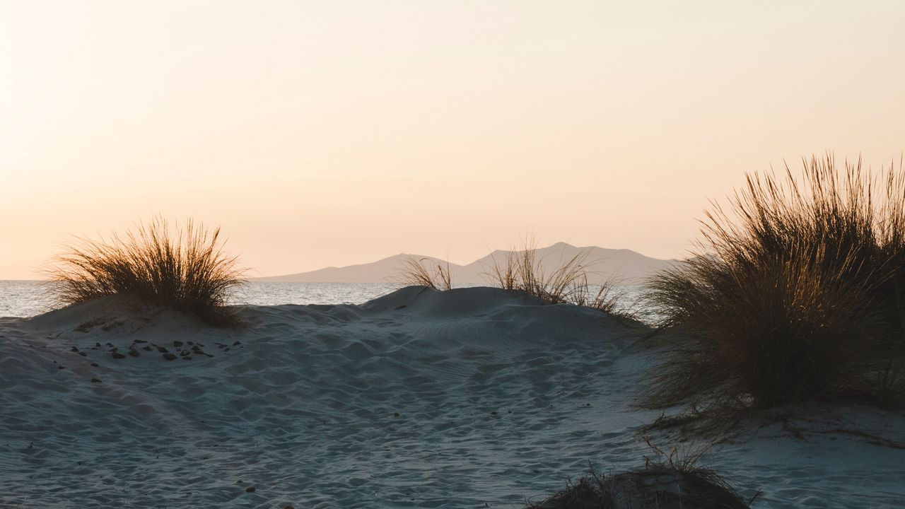 Обои куст, песок, горизонт, закат