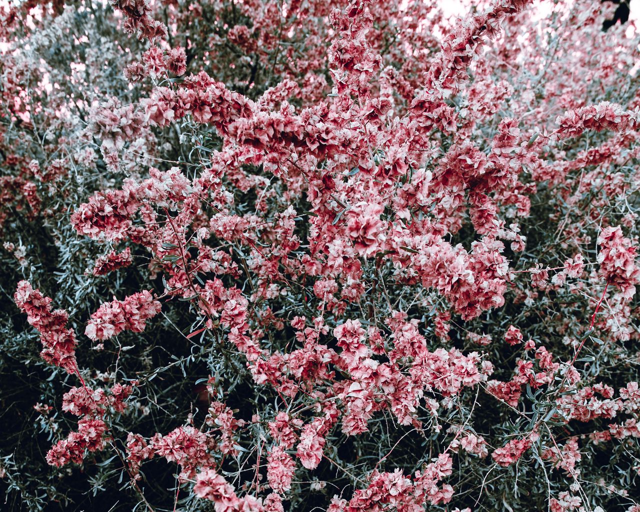 Кустарник с мелкими розовыми цветами