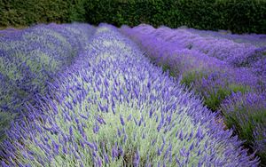 Превью обои кусты, лаванда, цветы, поле, природа