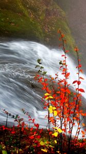 Превью обои кусты, осень, вода, поток, река, листья, желтый, оранжевый, прутья