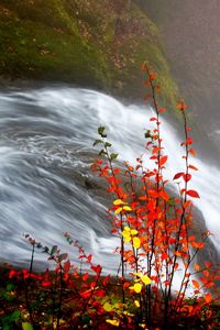 Превью обои кусты, осень, вода, поток, река, листья, желтый, оранжевый, прутья