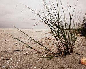 Превью обои кусты, трава, песок, ракушка, пляж, пасмурно, пустота