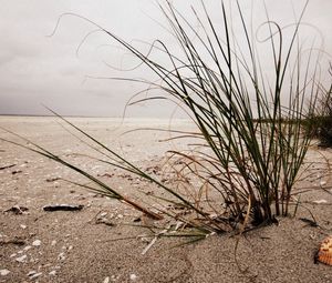 Превью обои кусты, трава, песок, ракушка, пляж, пасмурно, пустота