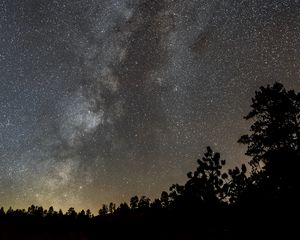 Превью обои кусты, звездное небо, звезды, туманность