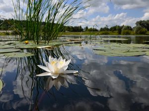 Превью обои кувшинка, болото, листья, вода, небо, отражение, трава