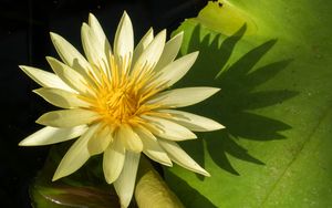 Превью обои кувшинка, лепестки, цветок, тень, природа