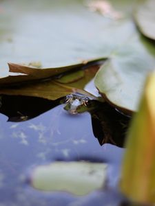 Превью обои кувшинка, лист, вода, пруд, макро