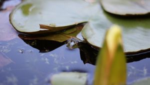 Превью обои кувшинка, лист, вода, пруд, макро