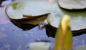 Превью обои кувшинка, лист, вода, пруд, макро