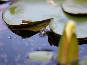 Превью обои кувшинка, лист, вода, пруд, макро