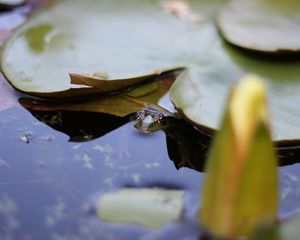 Превью обои кувшинка, лист, вода, пруд, макро