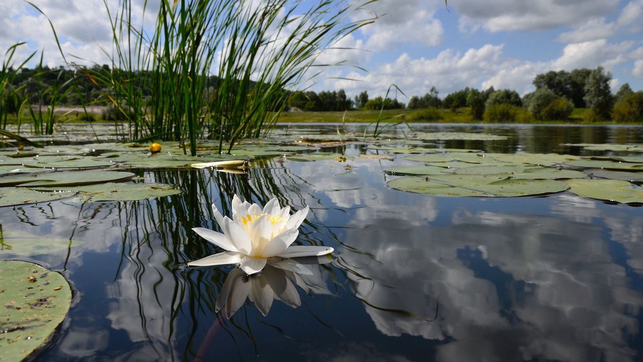 Обои кувшинка, озеро, отражение, облака, зеркало, цветок, лилия