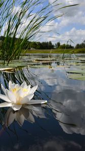 Превью обои кувшинка, озеро, отражение, облака, зеркало, цветок, лилия