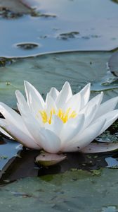 Превью обои кувшинка, цветок, белый, вода, природа