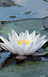 Превью обои кувшинка, цветок, белый, вода, природа