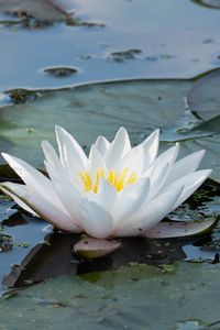 Превью обои кувшинка, цветок, белый, вода, природа