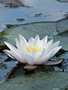 Превью обои кувшинка, цветок, белый, вода, природа