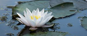Превью обои кувшинка, цветок, белый, вода, природа