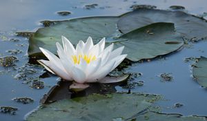 Превью обои кувшинка, цветок, белый, вода, природа