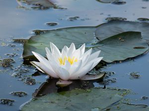 Превью обои кувшинка, цветок, белый, вода, природа