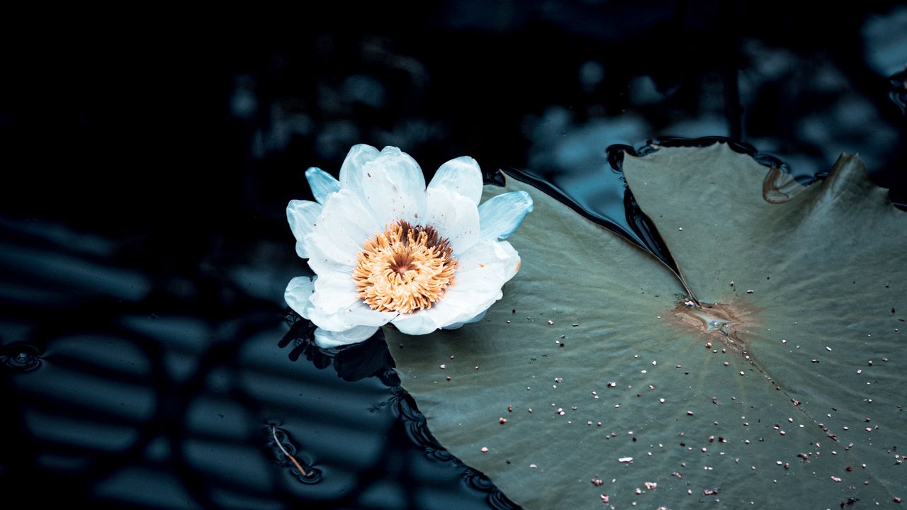 Обои кувшинка, цветок, белый, растение, вода