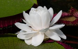 Превью обои кувшинка, цветок, лепестки, белый, растение