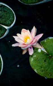 Превью обои кувшинка, цветок, лепестки, розовый, пруд