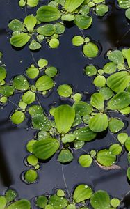 Превью обои кувшинки, листья, растения, капли, вода