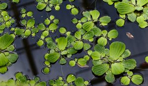 Превью обои кувшинки, листья, растения, капли, вода