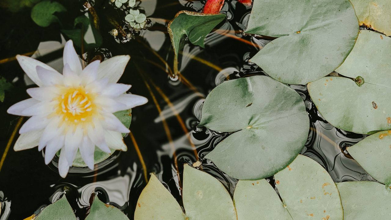 Обои кувшинки, цветок, белый, растение, вода