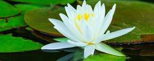 Превью обои кувшинки, цветок, лепестки, белый, вода