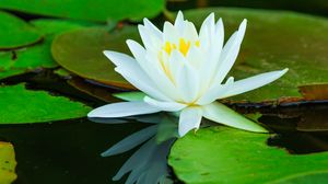 Превью обои кувшинки, цветок, лепестки, белый, вода