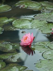 Превью обои кувшинки, вода, листья, пруд