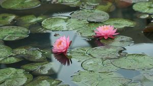 Превью обои кувшинки, вода, листья, пруд