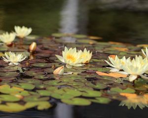 Превью обои кувшинки, вода, листья, блики, отражение