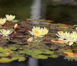 Превью обои кувшинки, вода, листья, блики, отражение