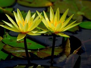 Превью обои кувшинки, вода, листья, крупный план, блики