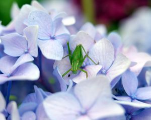 Превью обои кузнечик, насекомое, гортензия, цветы, макро, фиолетовый