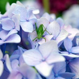 Превью обои кузнечик, насекомое, гортензия, цветы, макро, фиолетовый