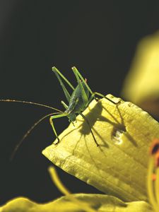 Превью обои кузнечик, насекомое, листья, солнечный свет