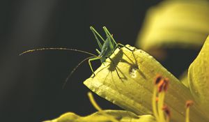 Превью обои кузнечик, насекомое, листья, солнечный свет