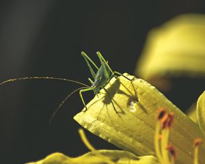 Превью обои кузнечик, насекомое, листья, солнечный свет