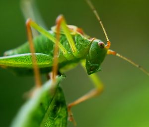 Превью обои кузнечик, насекомое, макро, усики